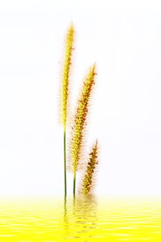 grass isolated on white background 