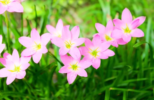 beautiful pink flowers in the garden