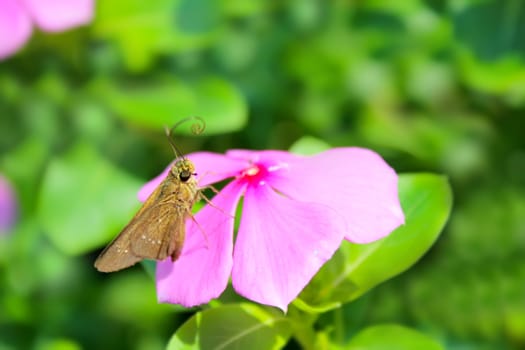 beautiful pink flowers in the garden 