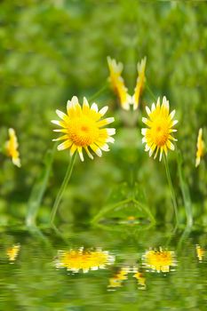 Beautiful yellow flower in field 