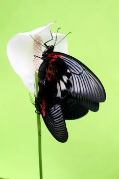 butterfly