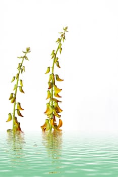 Yelllow  flower - close-up view