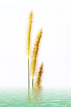 grass isolated on white background 