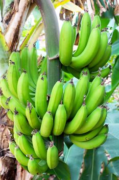 bunch of bananas on the tree