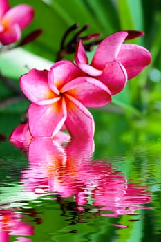 pink flower on a green background