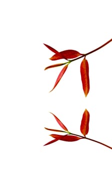 red leaves in autumn