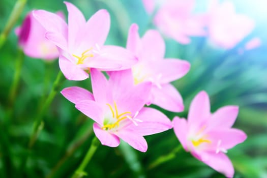 beautiful pink flowers in the garden 