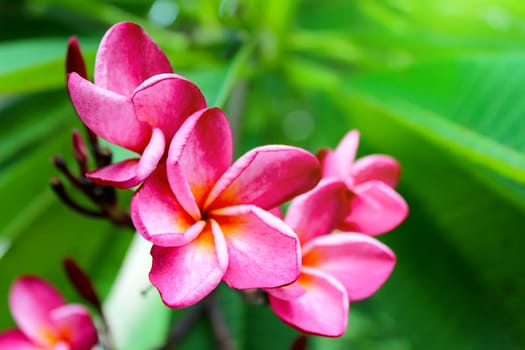 pink flower on a green background