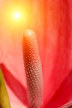 red flower blooming