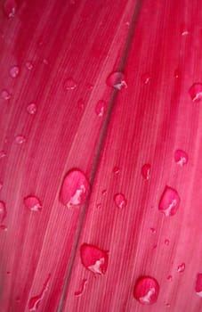 Dew drops on red leaf