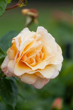 Cream rose with water drops on petals