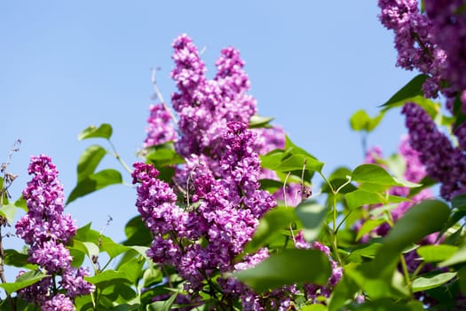 Branch of a pink lilac waves on a wind