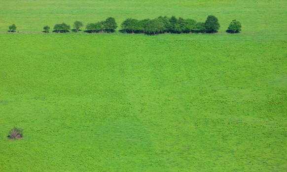 line of trees on a green field. Top view