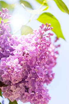 Branch of a pink lilac waves on a wind