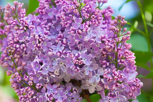 Branch of a pink lilac waves on a wind