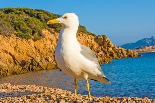 lesser black-backed gull, Larus fuscus sitting on stony beach