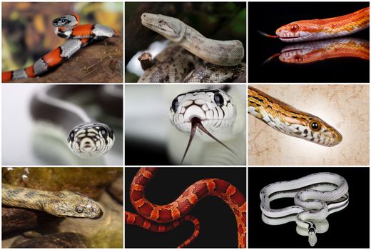 a collage with some snakes non venomous