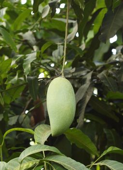Mango on the tree in the garden
