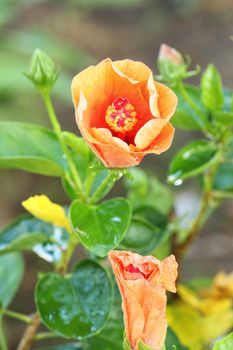 orange hibiscus flower with water drop