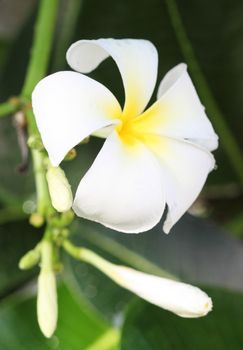 white and yellow frangipani flowers with leaves background