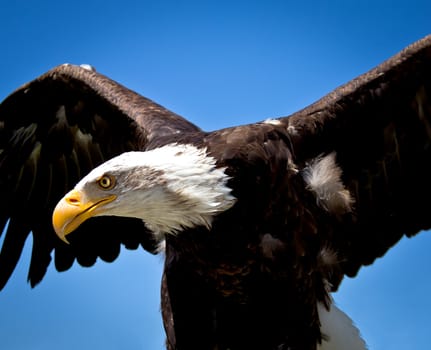 portrait of a bald eagle