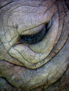 detail of a rhino head