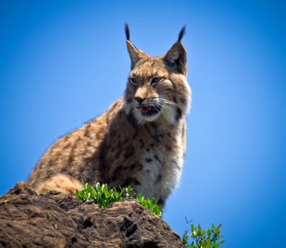 portrait of a lynx sitting
