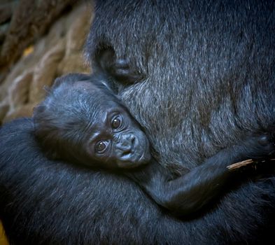portrait of a baby gorilla