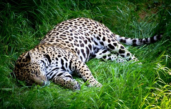 portrait of a jaguar sitting