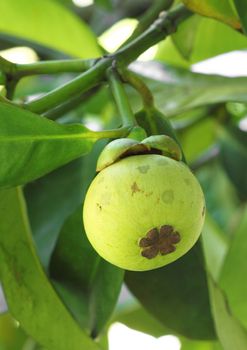 Young mangosteen (Garcinia mangostana Linn.) on tree