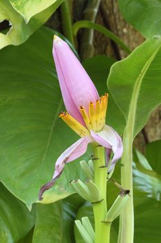 pink banana flower close up