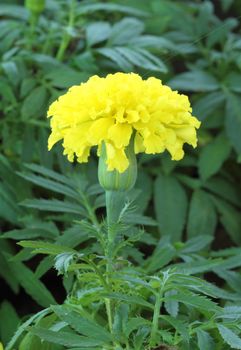 close-up mary gold, Yellow flower in garden