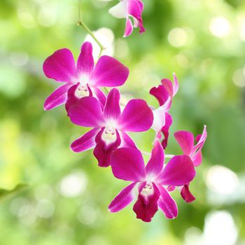 beautiful purple orchid flower with bokeh background