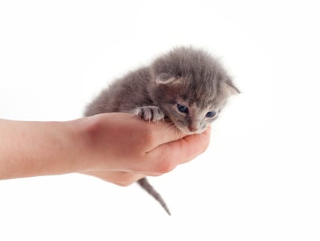 Baby kitten on a hand isolated on white