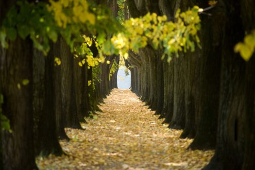 Nice tree tunnel in Lucca, Italy