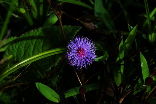 Mimosa pudica. Samosir Island, Lake Toba, North Sumatra, Indonesia.