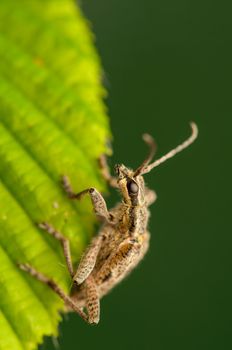 Rhagium inquisitor