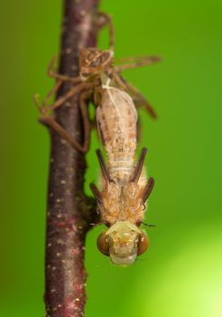 Libellula quadrimaculata