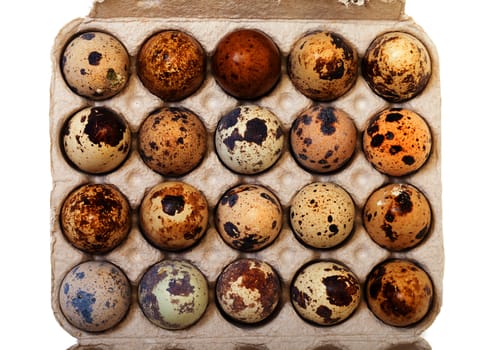 Speckled quail eggs in a carton box on white background