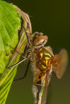 Cordulia aenea