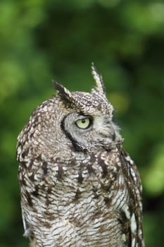 Spotted owl
