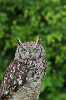Spotted owl