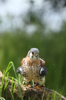 American kestrel