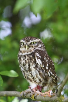 little owl