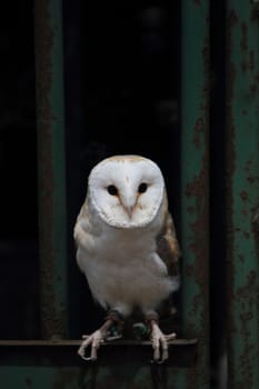Barn owl