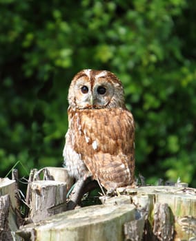 Tawny owl
