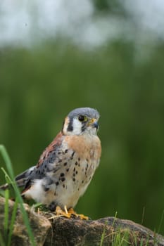 American kestrel