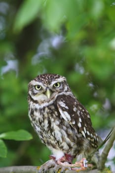 little owl
