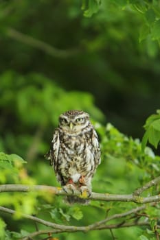 little owl