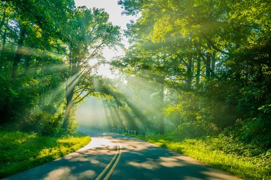 Road through forest with light beams and sun rays through green trees